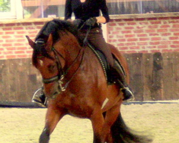 horse Winterwald (KWPN (Royal Dutch Sporthorse), 2003, from Oo-Seven)