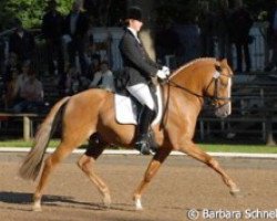 Deckhengst HB Daylight (Deutsches Reitpony, 2001, von FS Don't Worry)