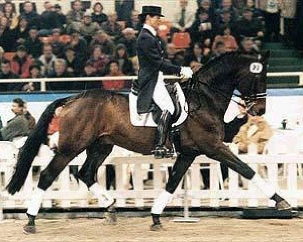 Deckhengst Festivo (Rheinländer, 1985, von Frühlingsball) Deckhengst Festivo (Rheinländer, 1985, von Frühlingsball)
