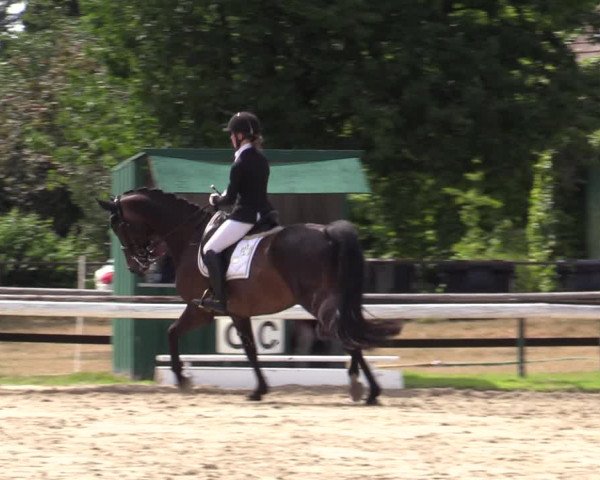 Reitturnier Recklinghausen 2022