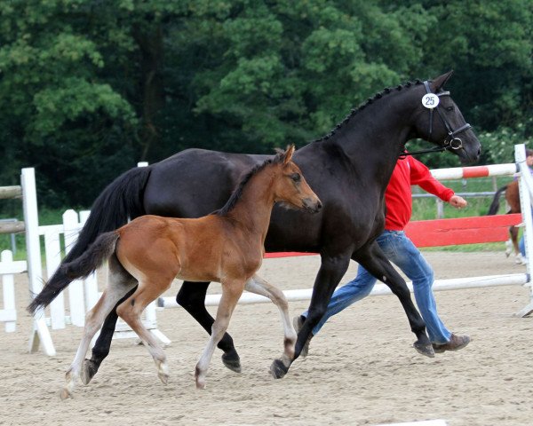 horse Fürst SchuBo (Westphalian, 2010, from Fürst Piccolo)