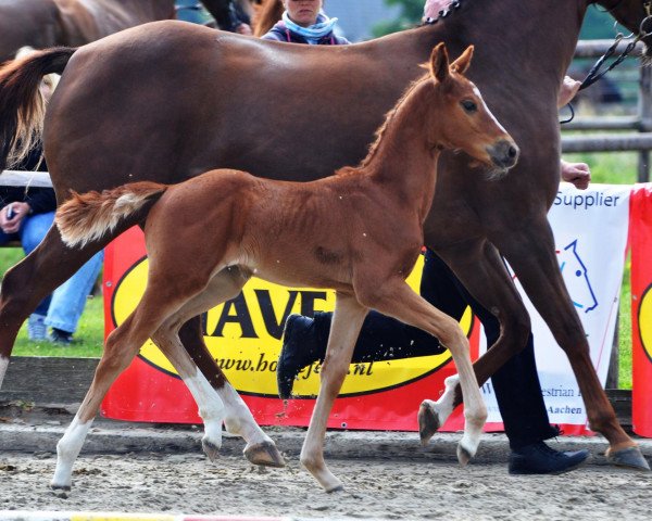horse Die Fuerstin (Westphalian, 2012, from Diatano)