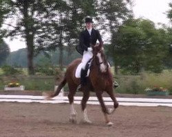 dressage horse Dirubio (Oldenburg, 2005, from Dimaggio)