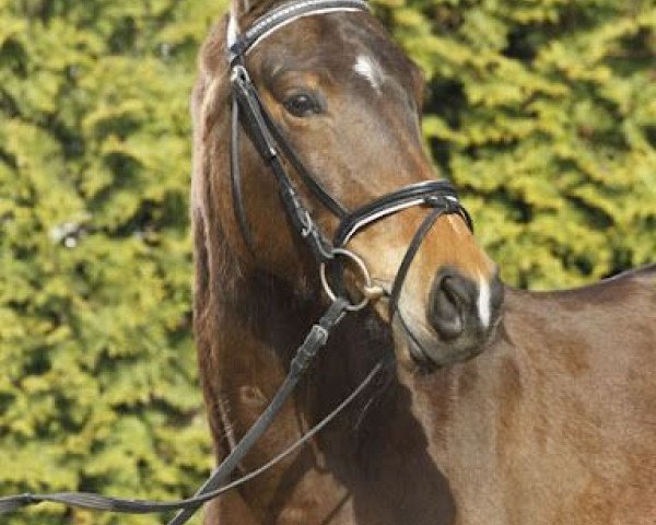 Dressurpferd Amicella (Deutsches Reitpony, 2007, von A Gorgeous)