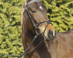 dressage horse Amicella (German Riding Pony, 2007, from A Gorgeous)