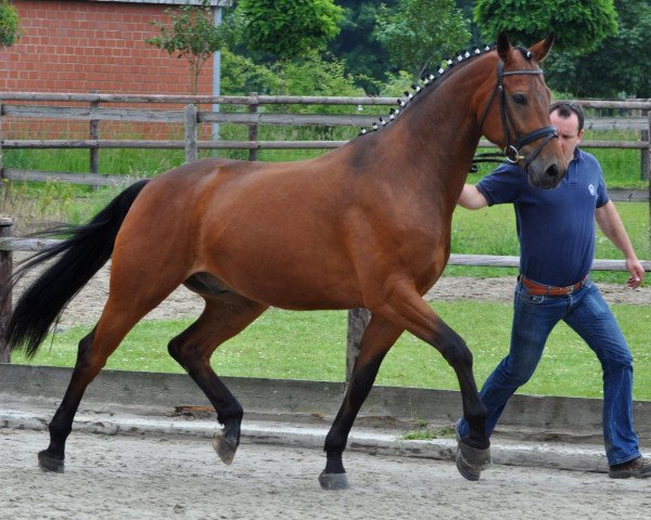 horse Rialto (Westphalian, 2008, from Riccio)