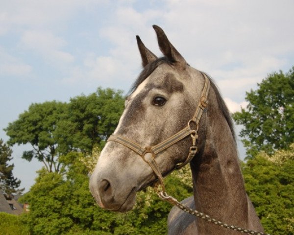 Pferd Cinquecento (Rheinländer, 2008, von Cassini Boy Junior)