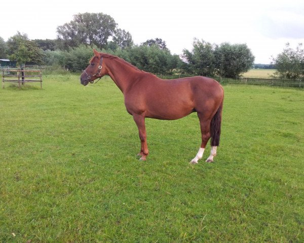 broodmare Dylene (Westphalian, 2002, from Dynast)