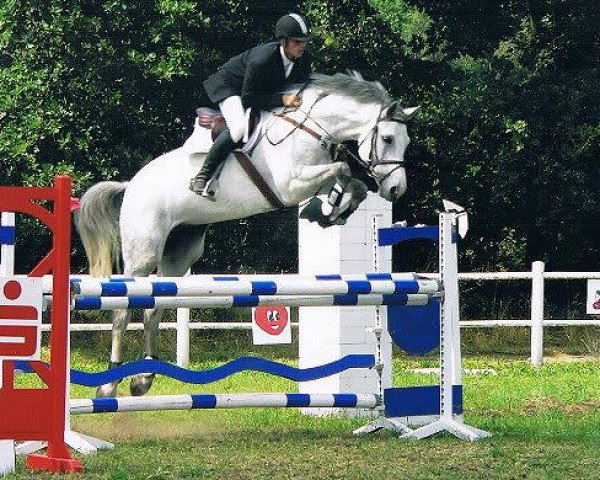 Springpferd Corifeo (Holsteiner, 2001, von Corrado II)