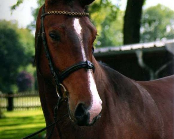 Pferd Sharif (Westfale, 2007, von Showmaker)