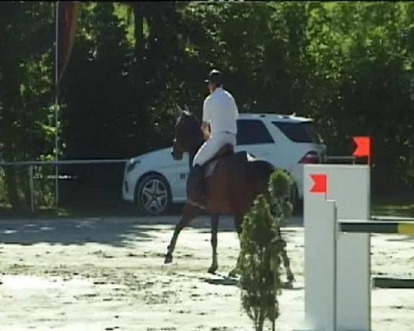 jumper Petito 4 (Westphalian, 2002, from Portland L)
