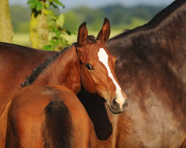 Springpferd Cooper 204 (Westfale, 2012, von Captain Cooper)