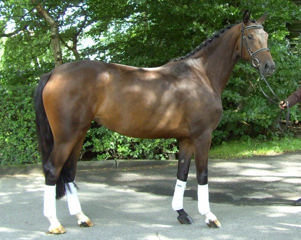 horse Dream Girl (Westphalian,  , from Dream On)