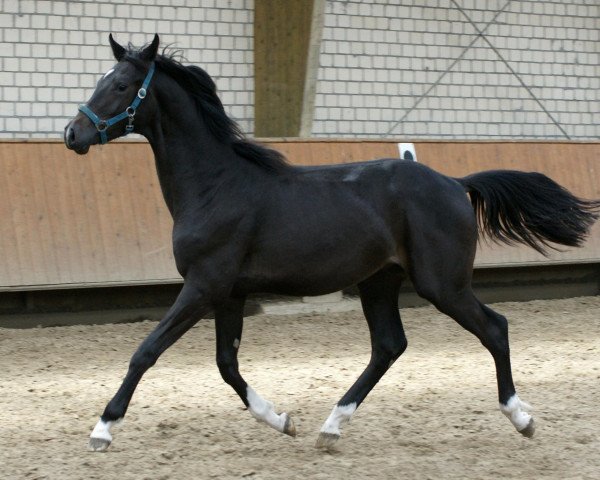 horse Findus (Westphalian, 2011, from Fiderstep)