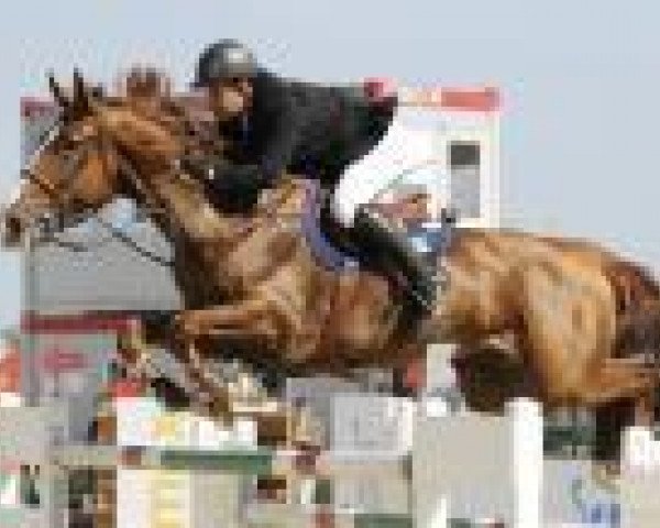 Springpferd Comte D'Arsouilles (Belgisches Warmblut, 2002, von Quasimodo vd Molendreef)