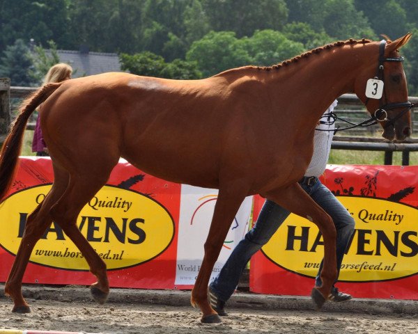 horse Scandina xx (Thoroughbred, 2009, from Bahamian Bounty xx) horse Scandina xx (Thoroughbred, 2009, from Bahamian Bounty xx)