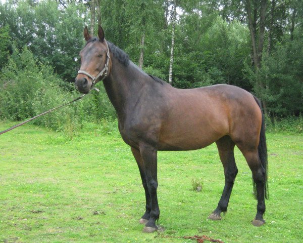 dressage horse Loreley (Westphalian, 2003, from Leardo)