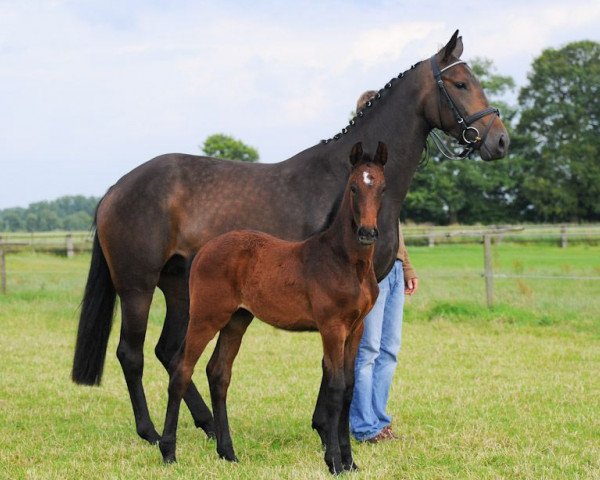 Pferd Electra (Westfale, 2008, von Escudo I)