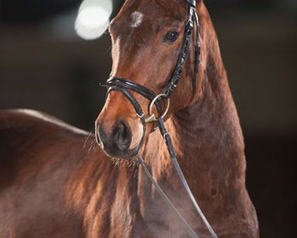 dressage horse Freaky Like Me 4 (Westphalian, 2008, from Fidertanz)