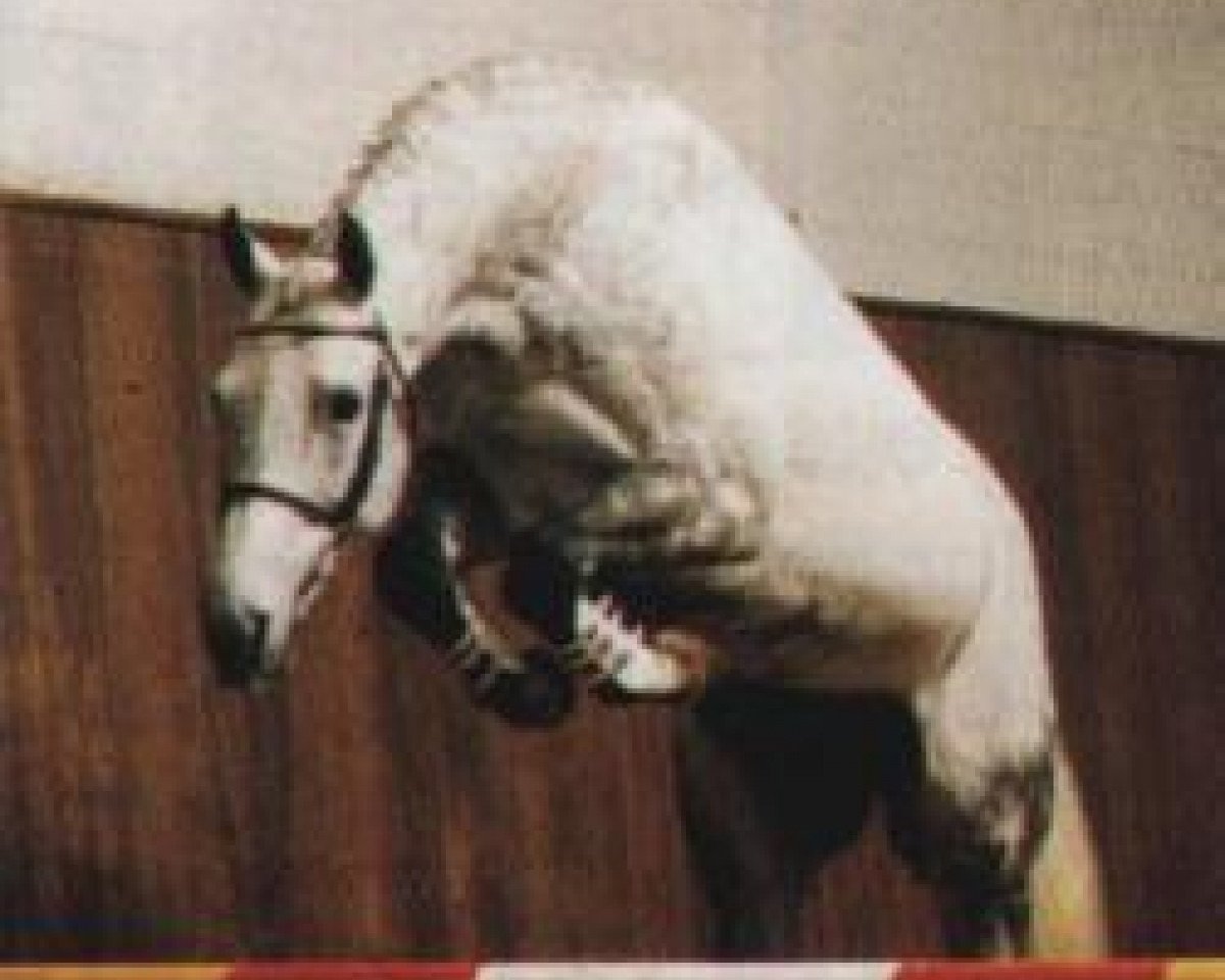 Deckhengst Exorbitant xx (Englisches Vollblut, 1984, von Final Straw xx)