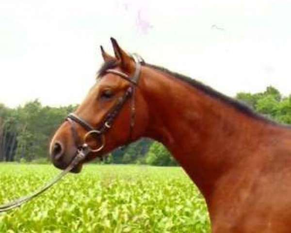 horse Lasse (Westphalian, 2009, from Larson)