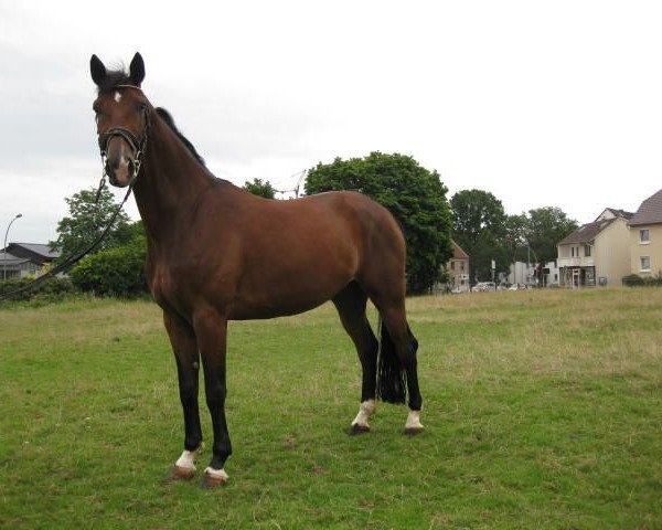 horse Ehrengold (Westphalian, 2008, from Ehrenpreis) horse Ehrengold (Westphalian, 2008, from Ehrenpreis)