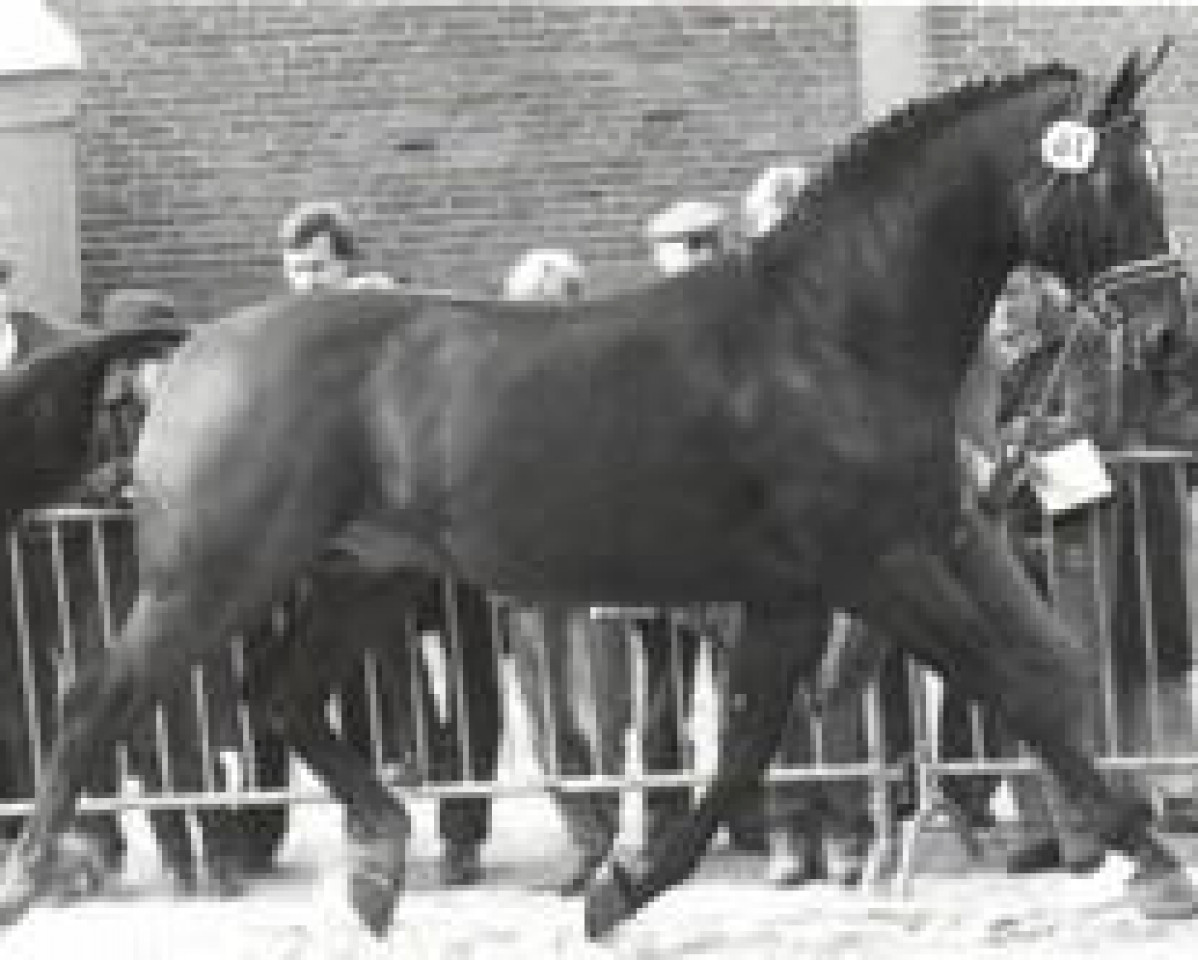 Deckhengst Goldstern (Hannoveraner, 1972, von Gotthard)
