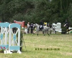 Springpferd Stella GT (Hannoveraner, 2004, von Stolzenberg)