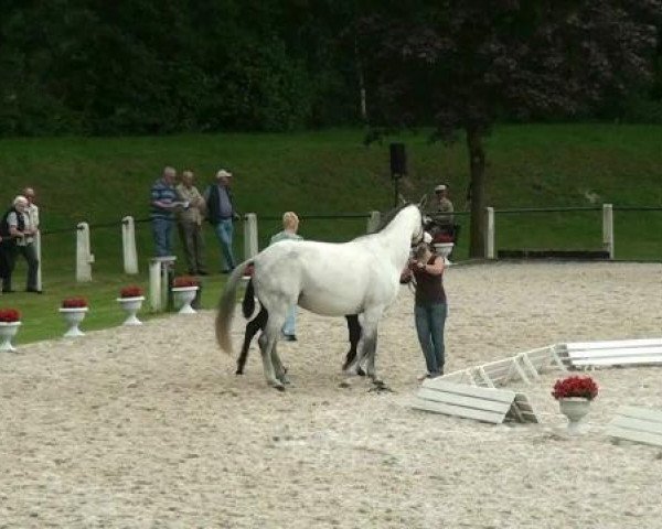 Pferd Sandro de Baussy (Westfale, 2012, von Sunday)