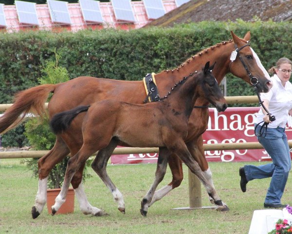 Pferd Rudi Rabotti (Westfale, 2012, von Rocky Lee)