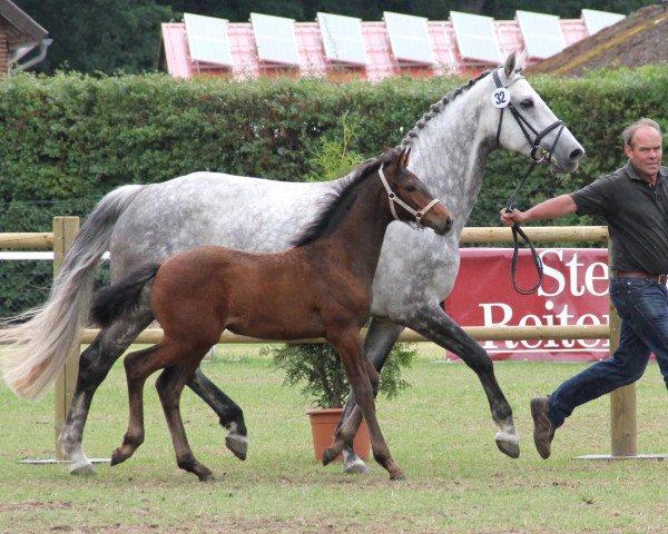 horse Stute von Jeraldo (Westphalian, 2012, from Northland's Jeraldo)