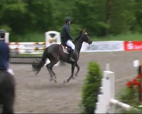 jumper Cubano 5 (Hanoverian, 2005, from Charon)