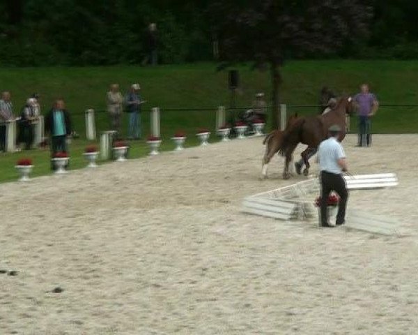horse Fohlen (Westphalian, 2012, from Scolari) horse Fohlen (Westphalian, 2012, from Scolari)