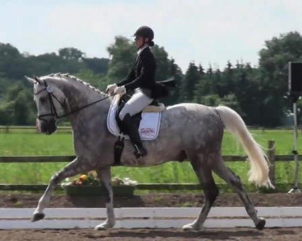 jumper Quantero 2 (Holsteiner, 2006, from Quantum)