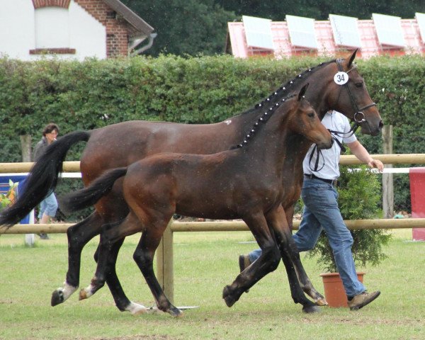 broodmare Cordoba (Westphalian, 2001, from Cordobes I)