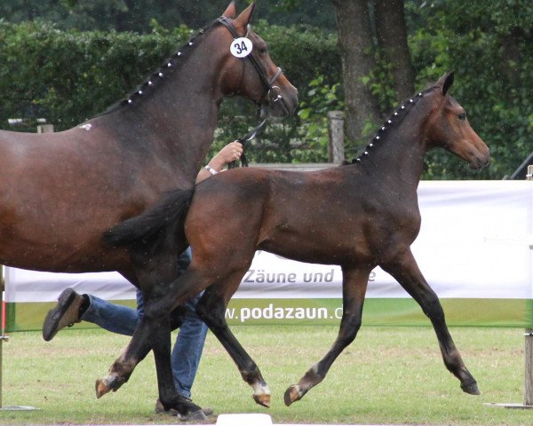 horse Hengst von Jeraldo (Westphalian, 2012, from Northland's Jeraldo)