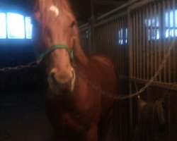 stallion Lone Beach 3 (Westphalian, 2003, from Let de Lember)