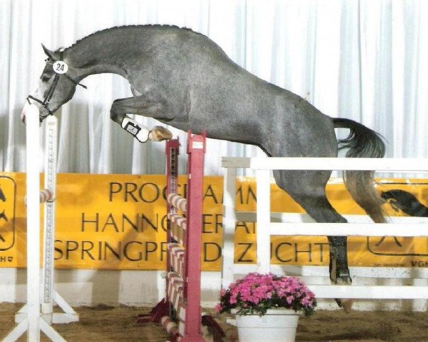 broodmare Catania (Hanoverian, 2002, from Calido I)
