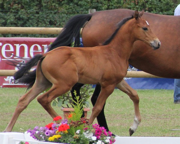 horse Van der Vleuten (Westphalian, 2012, from Valeron)