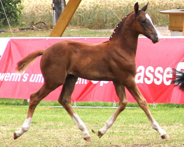Pferd Hengst von Valeron (Westfale, 2012, von Valeron)