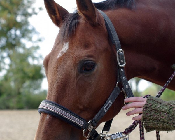 Pferd In my Mind (Trakehner, 1994, von Almox Prints J)