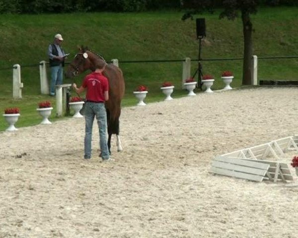 jumper Rubina SBN (Westphalian, 2009, from Rubitano)