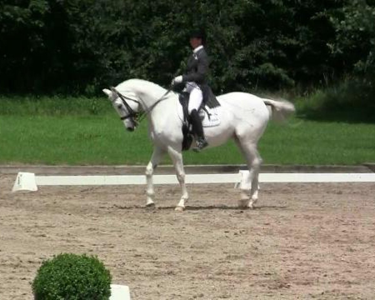dressage horse Fidelity 11 (Rhinelander, 1998, from Fidermark)