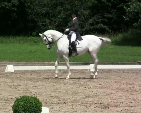 dressage horse Fidelity 11 (Rhinelander, 1998, from Fidermark)