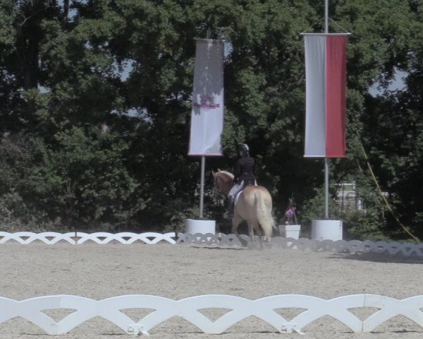 Reitturnier Gemeinde Perchtoldsdorf 2022