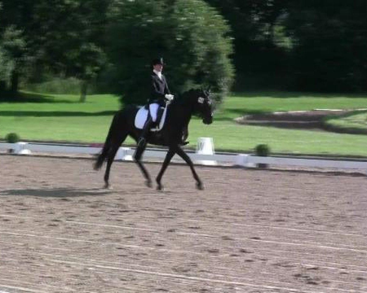 Dressurpferd Ruby Royal (Oldenburger, 2003, von Rubin Royal OLD)