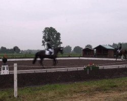 dressage horse Peter Plys (Oldenburg, 2001, from Landor S)
