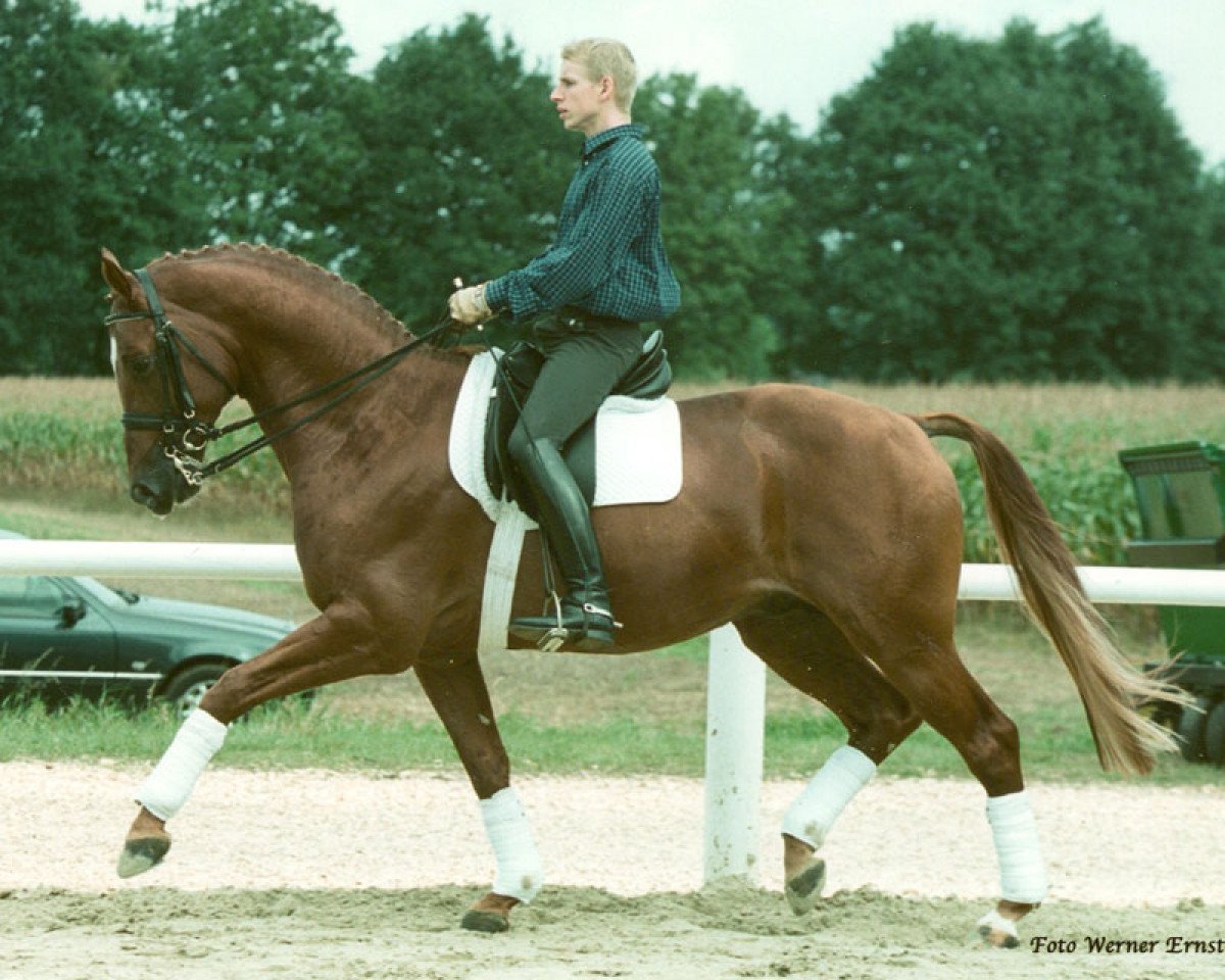 Deckhengst Farinelli (Trakehner, 1994, von Tolstoi)