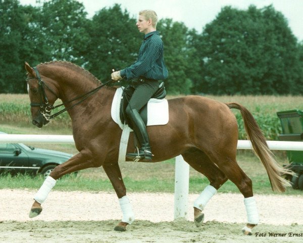 Deckhengst Farinelli (Trakehner, 1994, von Tolstoi)