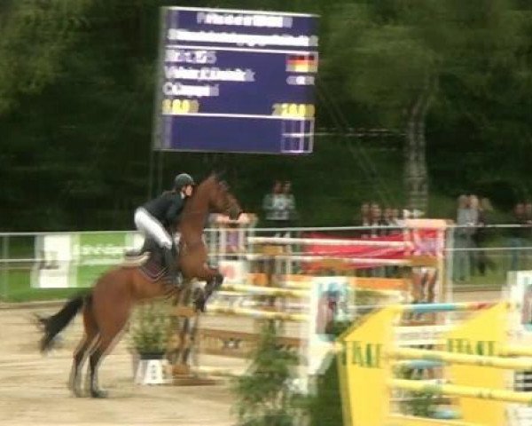 jumper Chrissinio (Holsteiner, 2002, from Ciacomo)